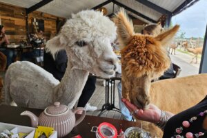 Max en Henk voeren bij alpaca high tea Max en Henk voeren bij alpaca high tea