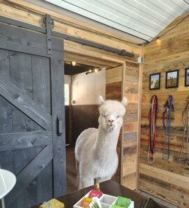 Alpaca klaas bij alpaca high tea Alpaca klaas komt binnen tijdens alpaca high tea