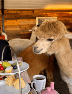 Alpaca cafe met alpaca trixie