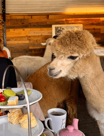 Alpaca cafe met alpaca trixie
