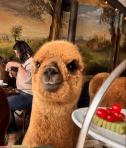 Alpaca cafe met alpaca peter