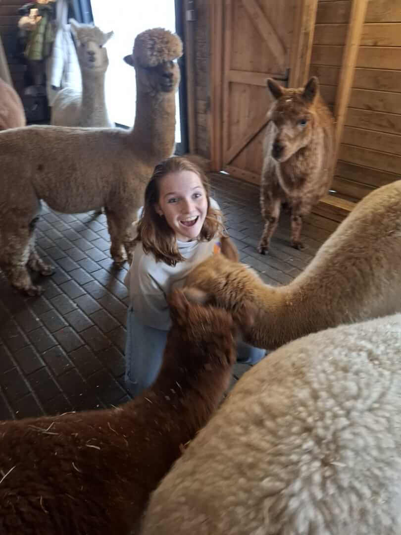 Alpaca's voeren