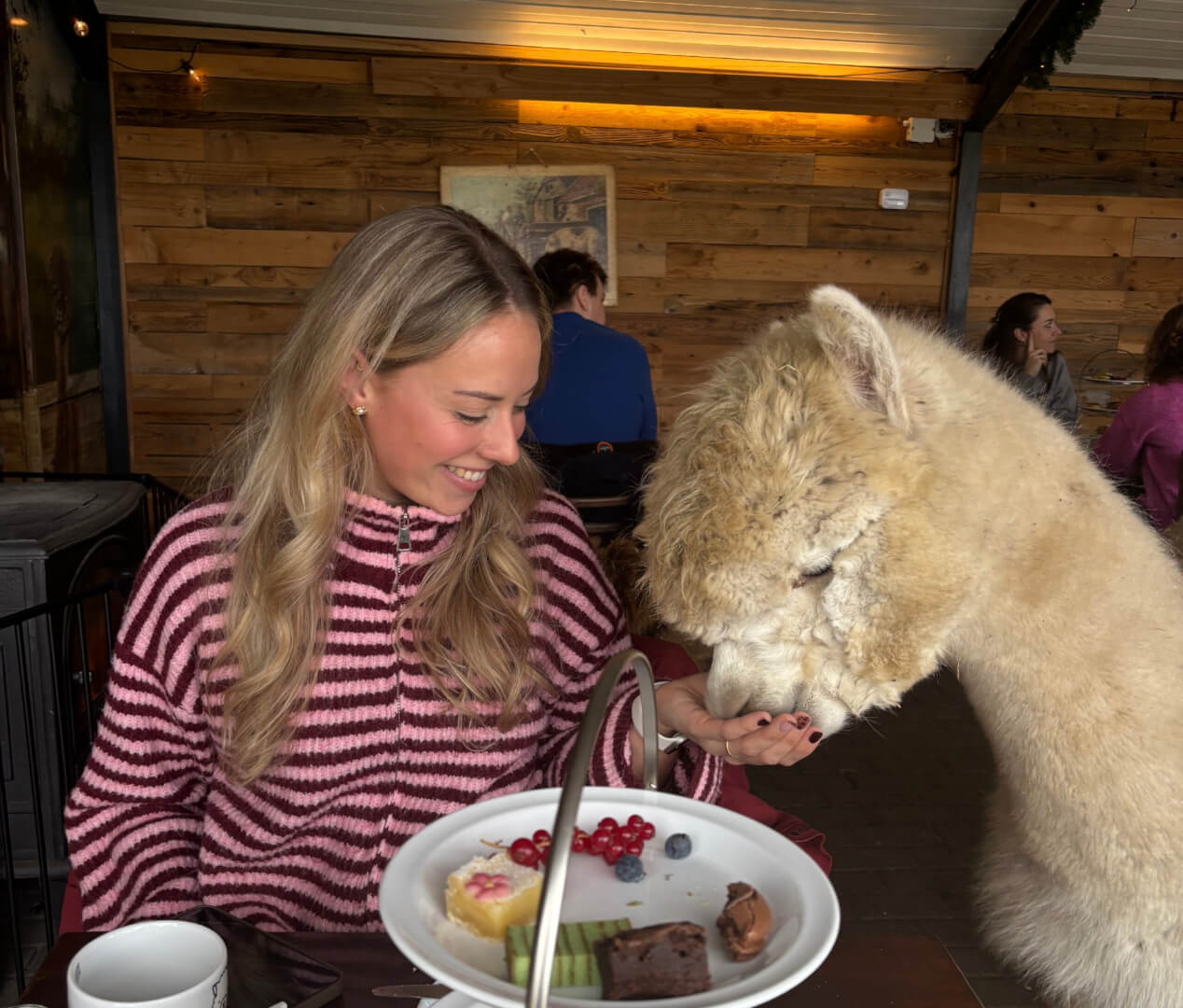 Lexi met Alpaca Luuk - Vierkant Lexi met alpaca Luuk - Voeren tijdens high tea